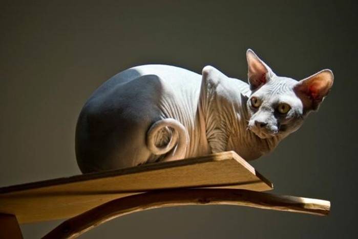 10 самых странных пород кошек в мире! фото и описание