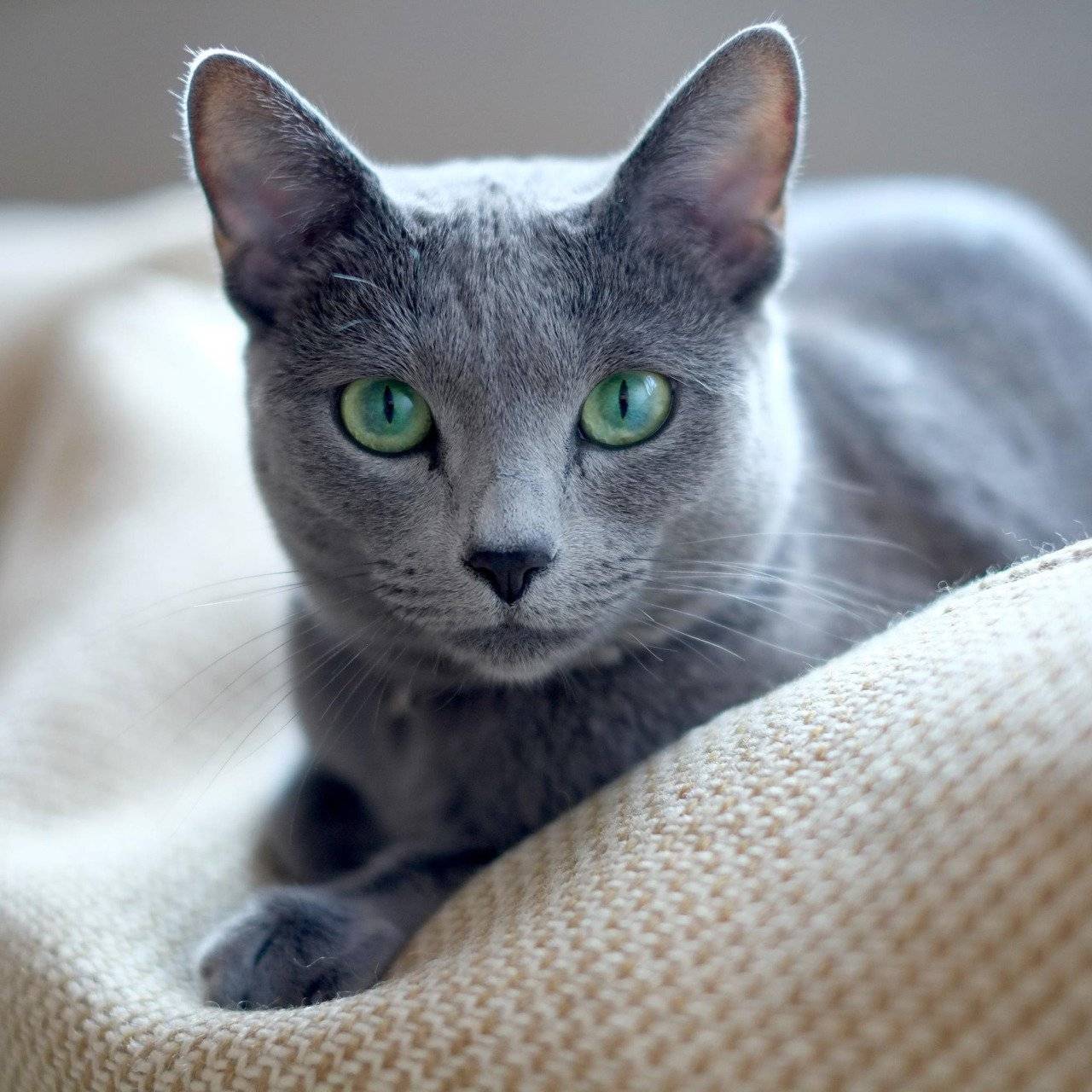 Кошка серая пушистая с зелеными глазами порода