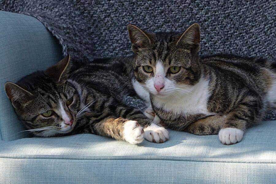 Мочекаменная болезнь у кошек | заметки ветеринара