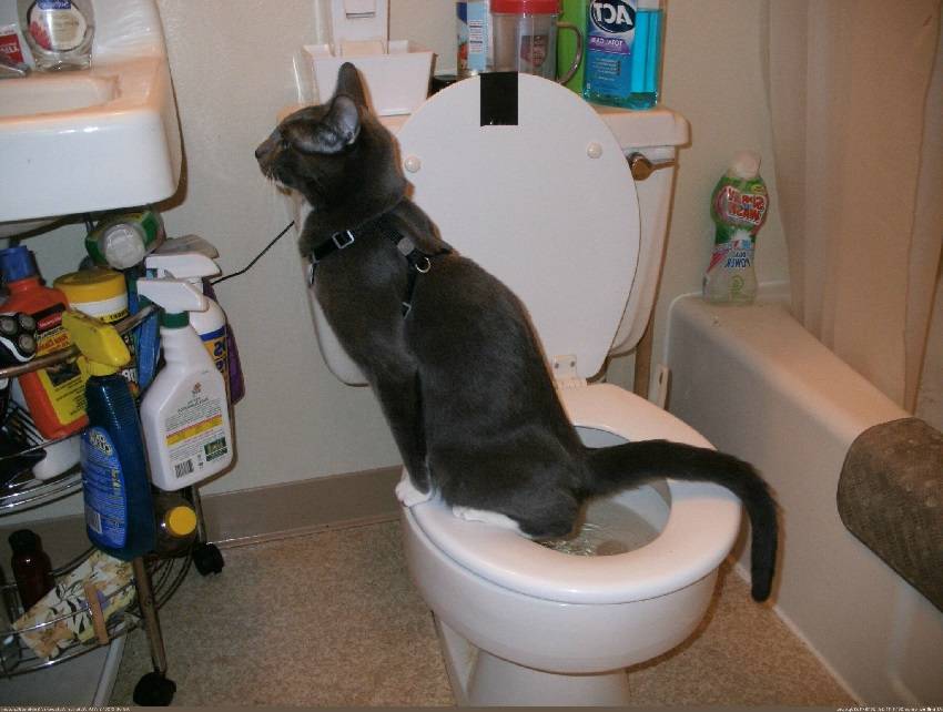 Котёнок не ходит в туалет по-большому: причины запора, что делать