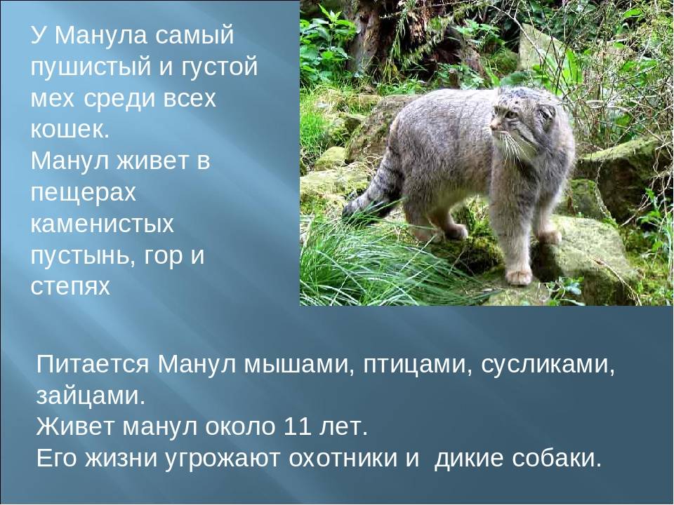 Европейский лесной кот: особенности характера дикого животного | medeponim.ru