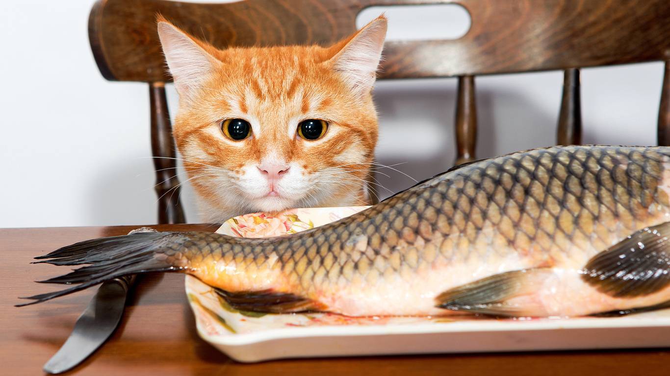 Можно ли кормить кошку рыбой: все о пользе и вреде данного продукта | звери дома