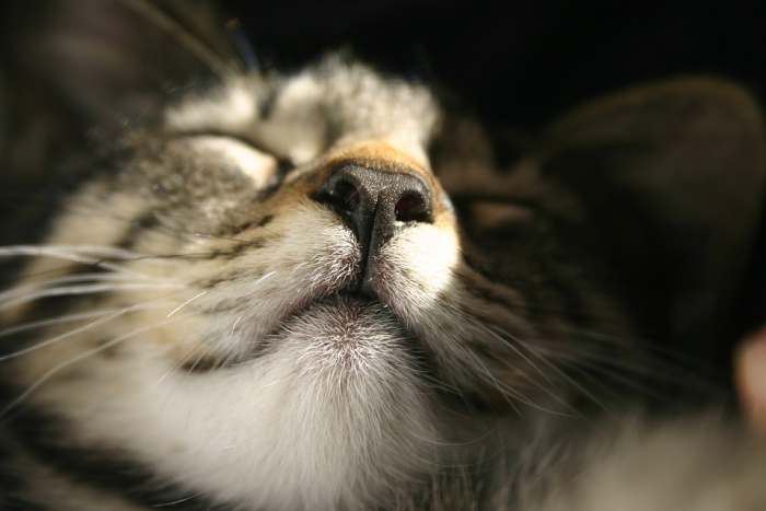 У кота заложен нос: как и чем лечить в домашних условиях