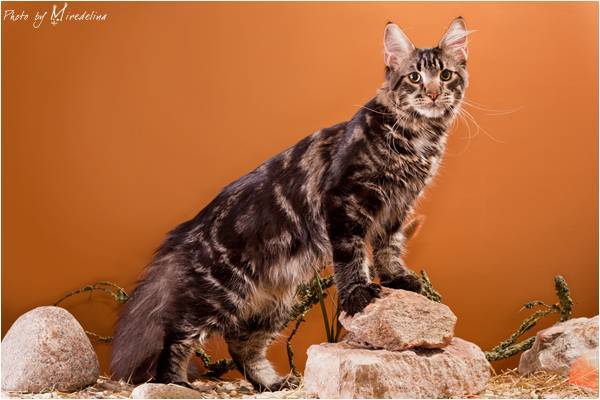 Все о рыжих мейн-кунах: генетика, разновидности и характер больших кошек с красным окрасом