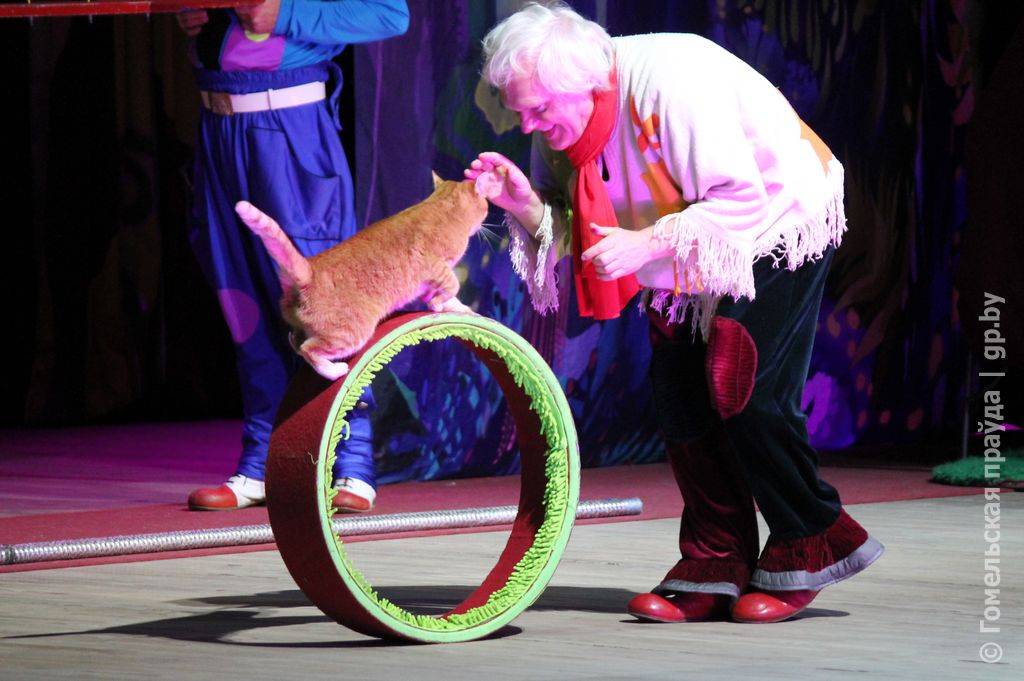 Юрий Куклачев и его кошки: видео