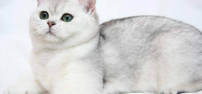 Британская кошка: особенности породы