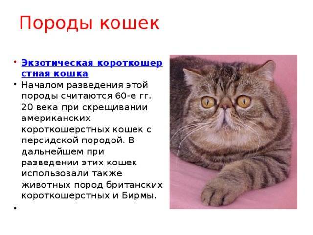 Русские кошки (32 фото): российские породы котов, описание белых, серых и черных пород котят из россии