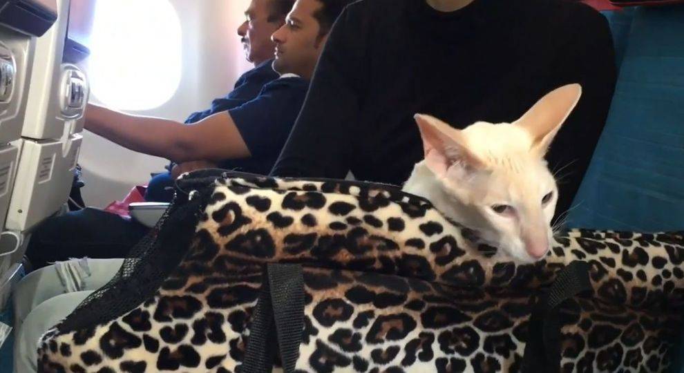 Как перевезти кошку в самолете