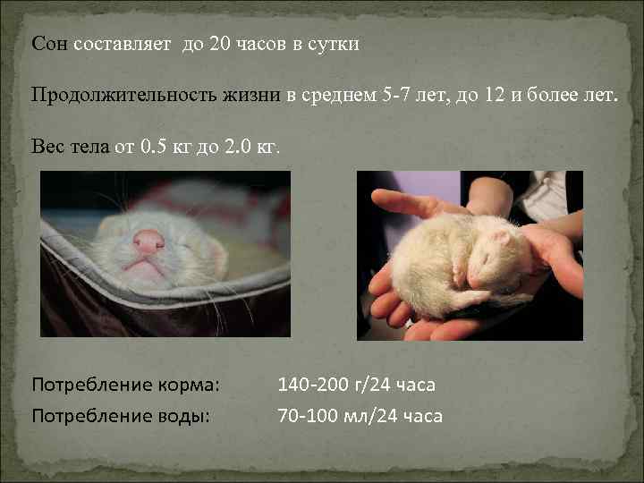 ᐉ сколько спят хорьки: как живут хорьки в домашних условиях - zooon.ru