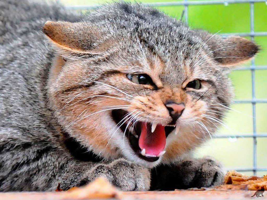 Почему кошки становятся агрессивными? причины и что с этим делать? ~ коточек