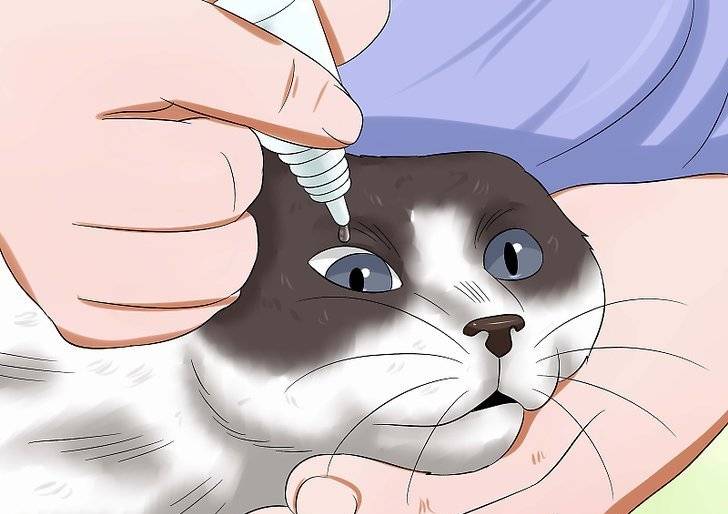 Как закапать глаза кошке