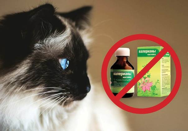 Почему коты и кошки любят валерьянку: как она действует на организм животного, что будет, если дать препарат, в чем польза и вред, отзывы