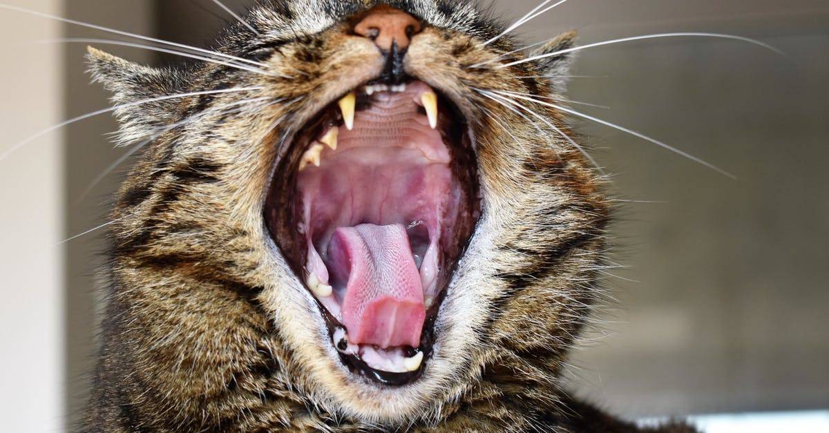 Почему кошки зевают. пять признаков того, что ваша кошка действительно вас любит