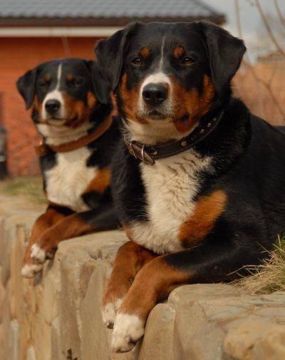 Бернский зенненхунд — фото собак, описание породы, характеристика, цена щенка, отзывы