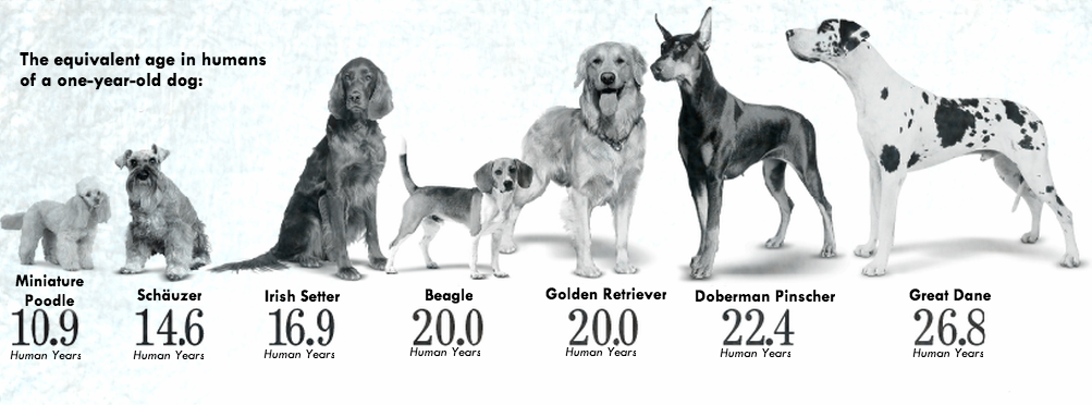 Сколько лет живут собаки: что влияет на продолжительность жизни и какие породы живут дольше всех