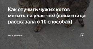 Как отвадить кошек с участка. Как отучить кота метить территорию. Как отучить котов метить. Как отвадить котов от участка метят. Как прогнать чужих котов со своего участка.