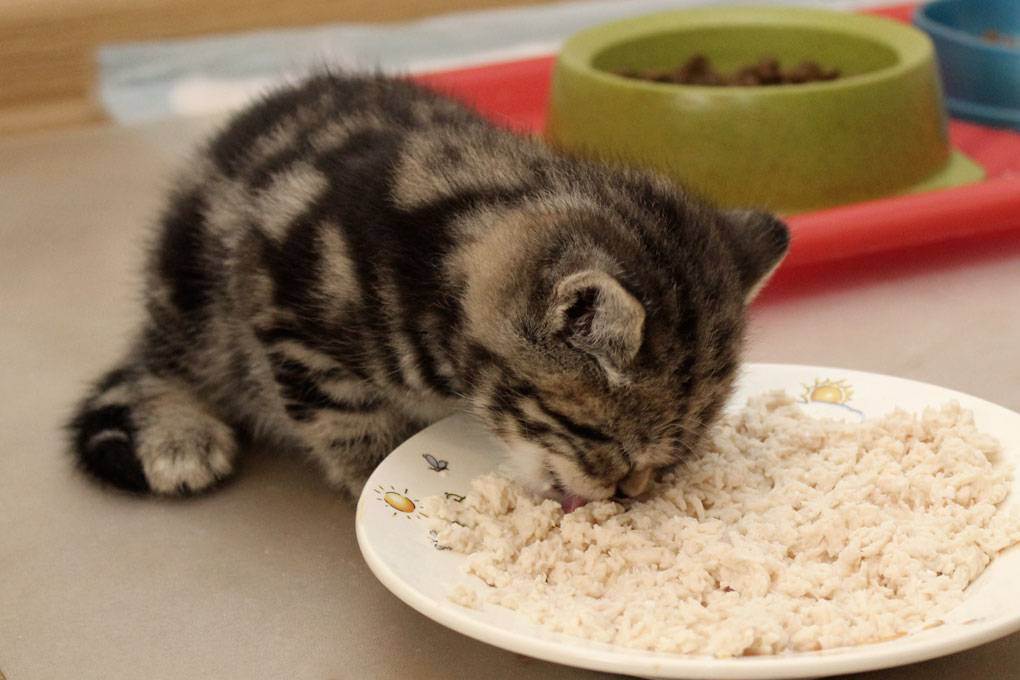 В каком возрасте и как приучать котенка кушать самостоятельно