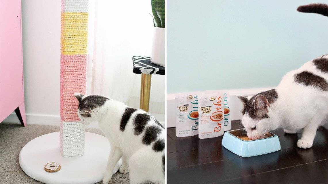 Лайфхаки для кошек и котов: как облегчить себе жизнь и улучшить условия домашним любимцам