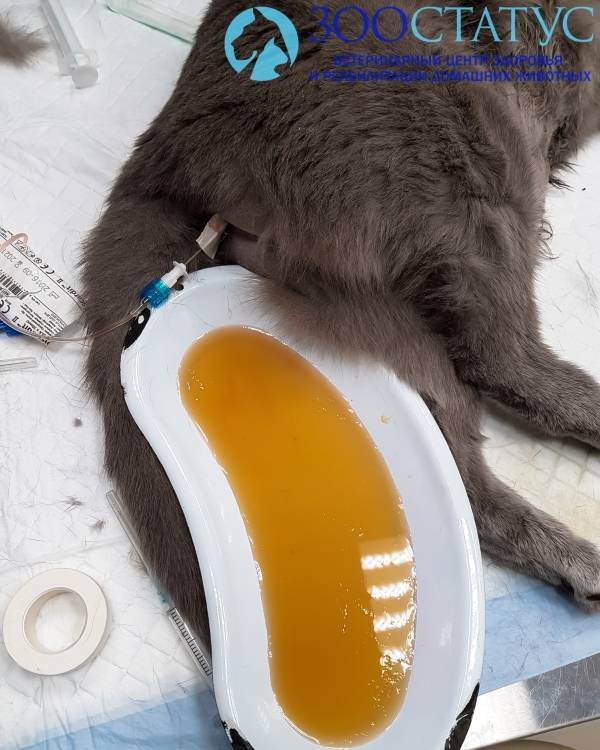 Как давить на мочевой кошке. мануальное опорожнение мочевого пузыря у кошек и собак