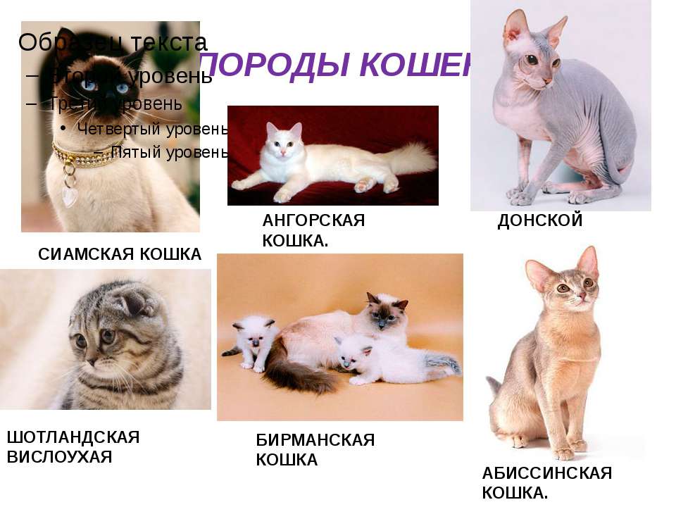 Породы кошек, которые не вызывают аллергию. особенности аллергии на котов
