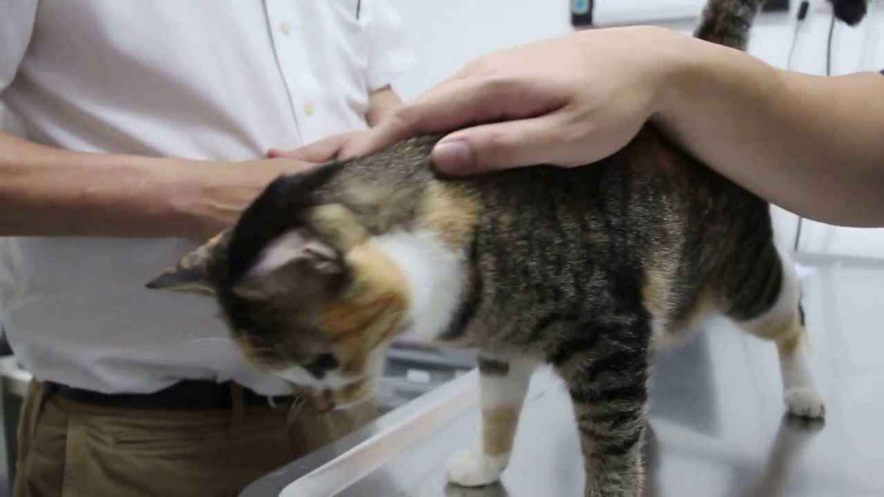 Рвота у кота. 11 самых вероятных причин и их лечение