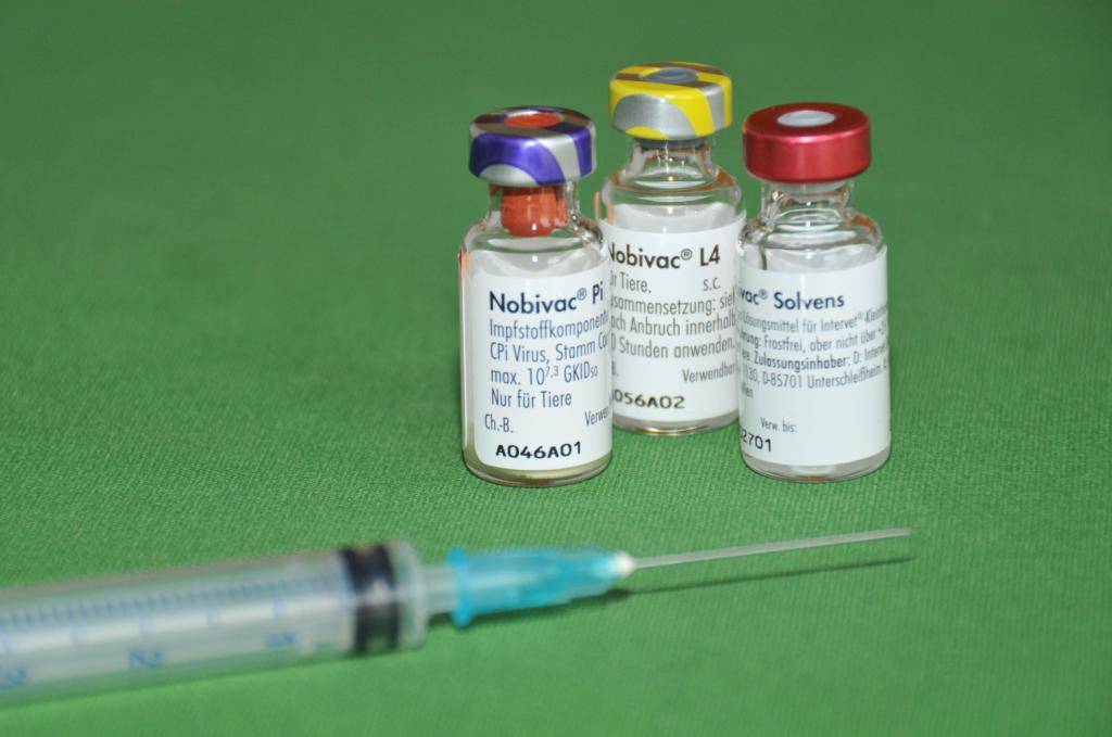 Вакцина для котят. Nobivac комплексная вакцина для собак. Нобивак DHPPI Lepto. Вакцины для собак и кошек Nobivac. Прививка для кошек комплексная Нобивак.