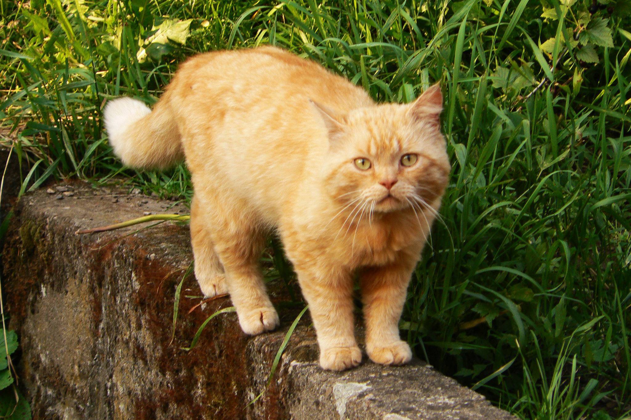 Пушистые кошки: названия пород, их описание и фото