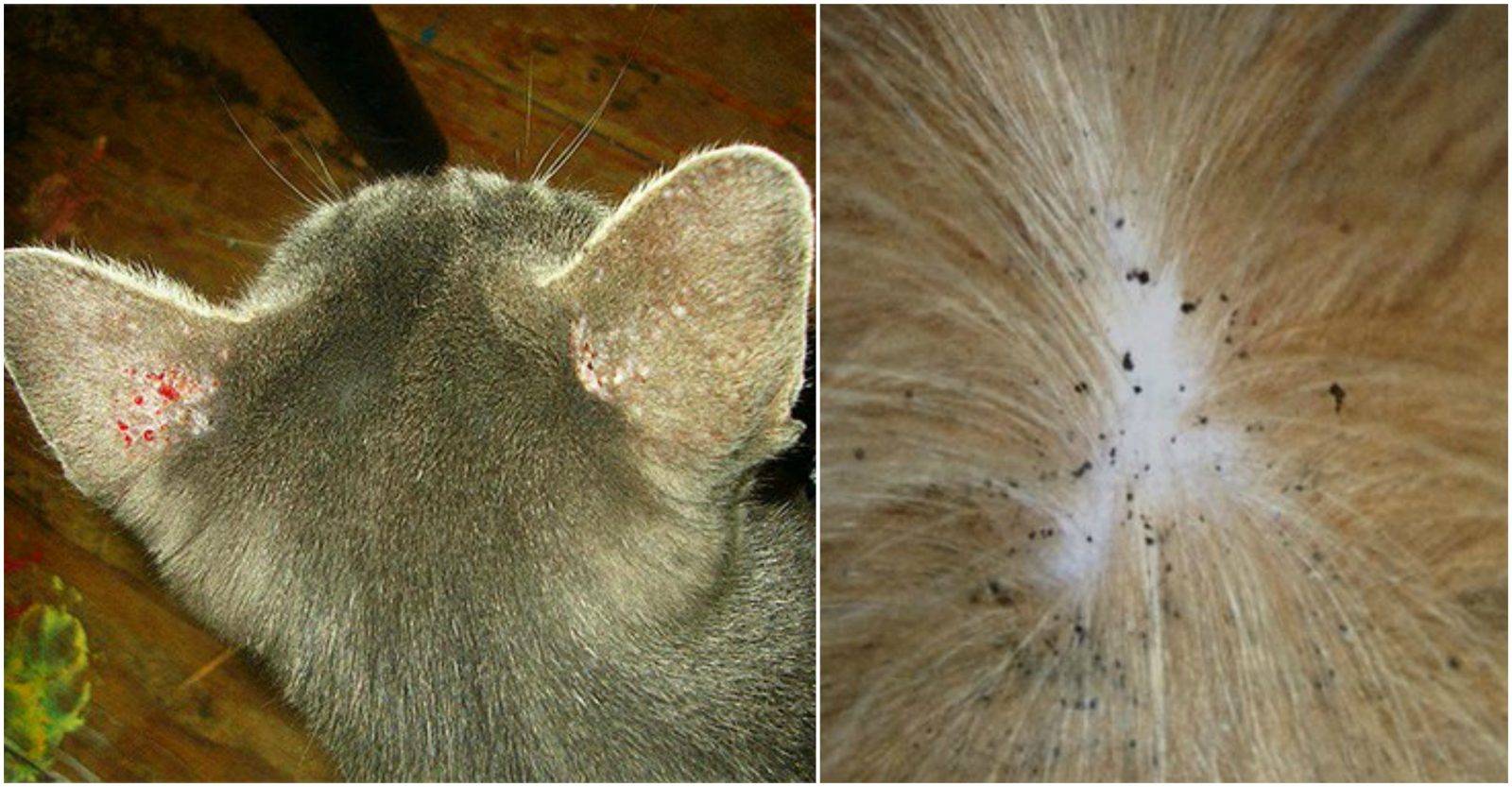 6 причин черных точек у кошки на подбородке: что делать