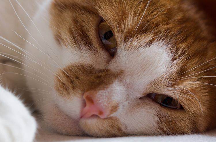 Ринотрахеит у кошек. диагностика и лечение  | ветпрактика