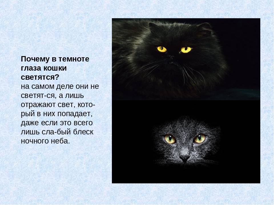 Почему кошки хорошо видят в полной темноте и видят ли вообще: ответ о зрении котов джанни родари