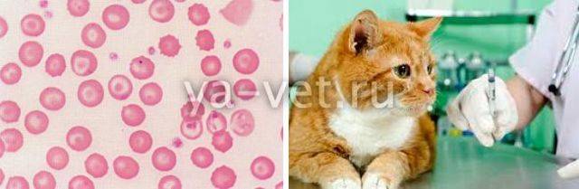 Гемобартонеллез у кошек - симптомы и лечение