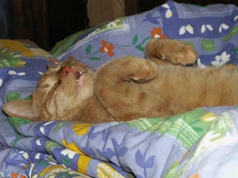 Почему шотландский и британский кот сопит и храпит во сне? почему кот или кошка сопит носом при дыхании нормально ли что кот храпит.