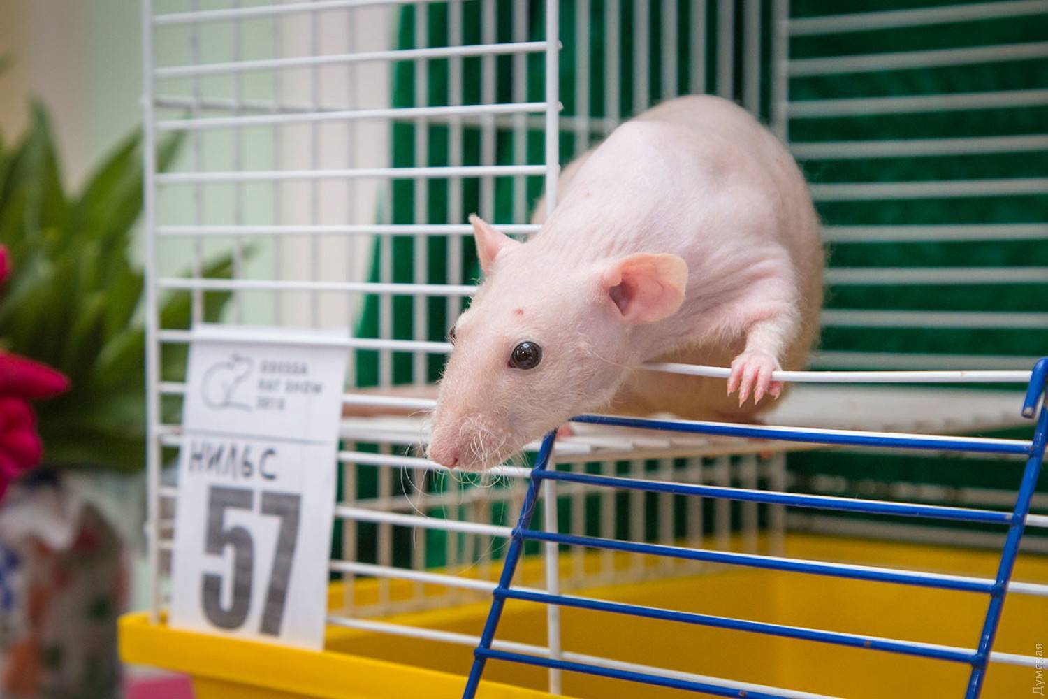 Содержание декоративных крыс в домашних условиях