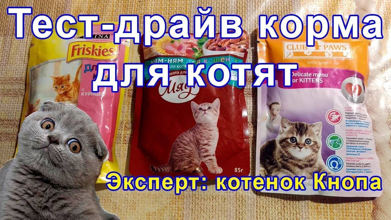 Можно ли кормить шотландского котенка супом