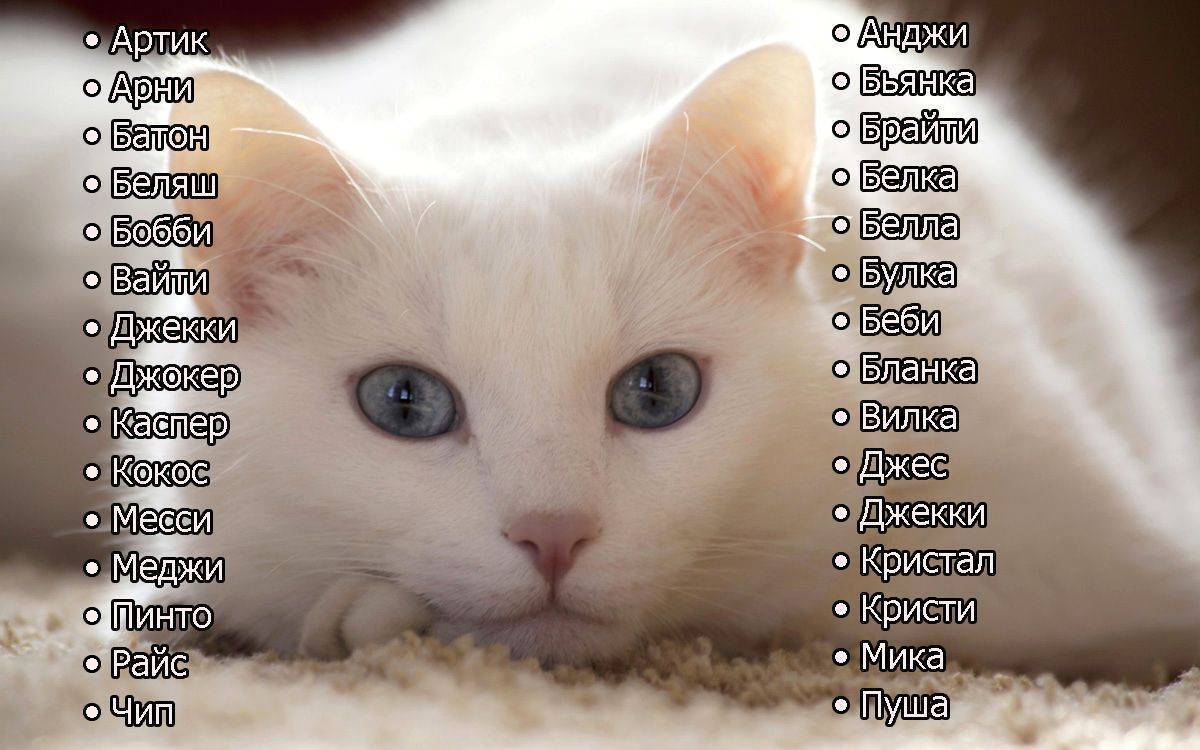 Имена по характеру котов