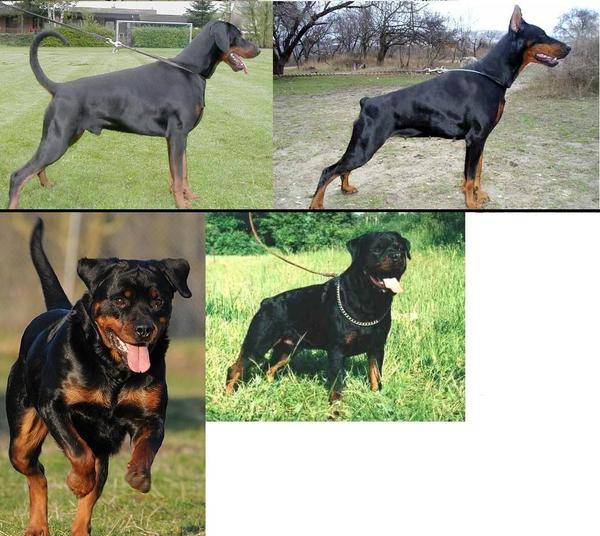 Зачем собакам купируют (обрезают) уши и хвосты | petguru