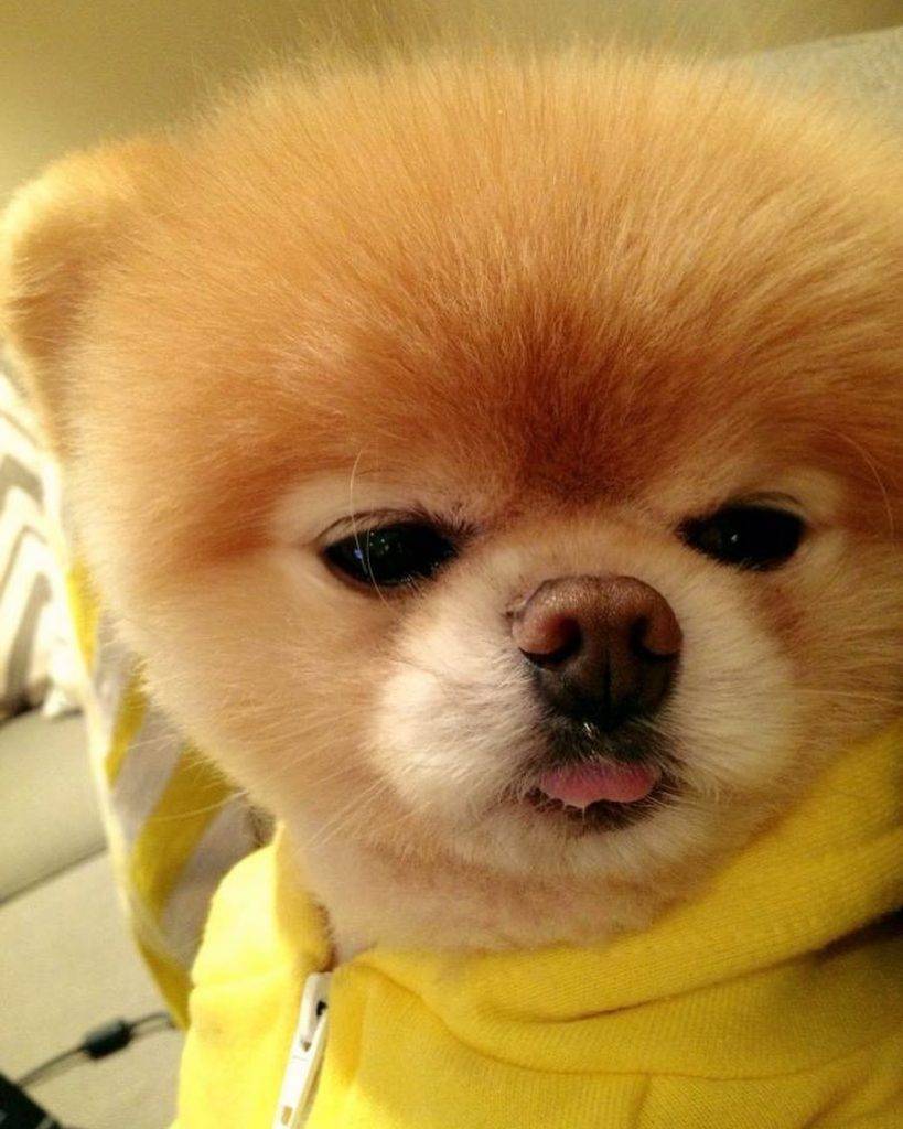 Самые милые собачки в мире: топ-10 с фото и описанием