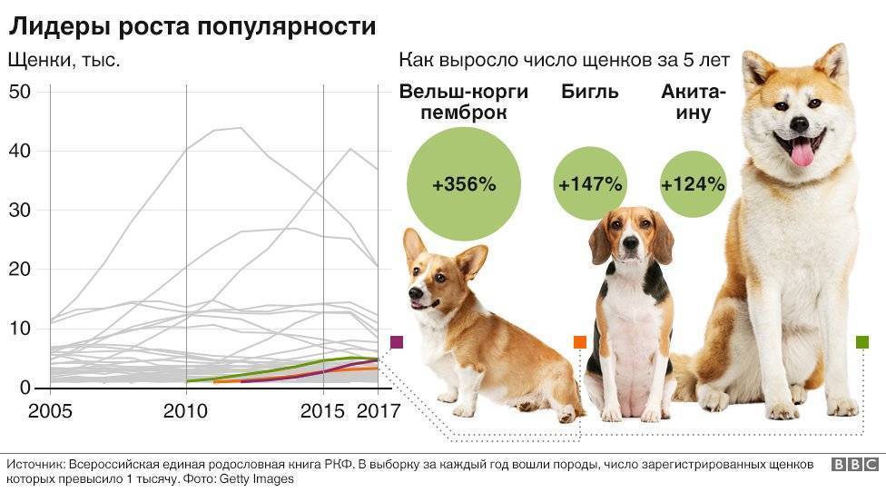 Крупные породы собак. описания, названия, клички и особенности крупных пород собак | живность.ру