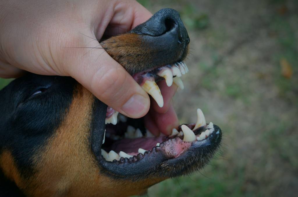 Укусила собака, что делать? осложнения травмы, бешенство, симптомы, лечение, последствия, первая помощь.  прививки после укуса собаки детям. :: polismed.com