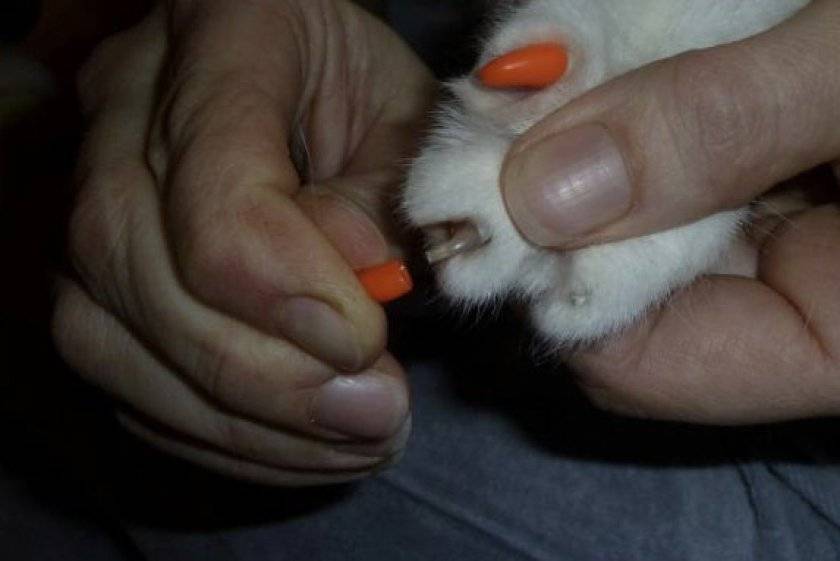 Силиконовые накладки на когти для кошек | отзывы, цена, какие лучше купить