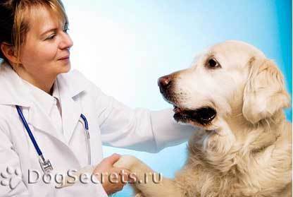 Лучший ветеринар москвы — о своей работе