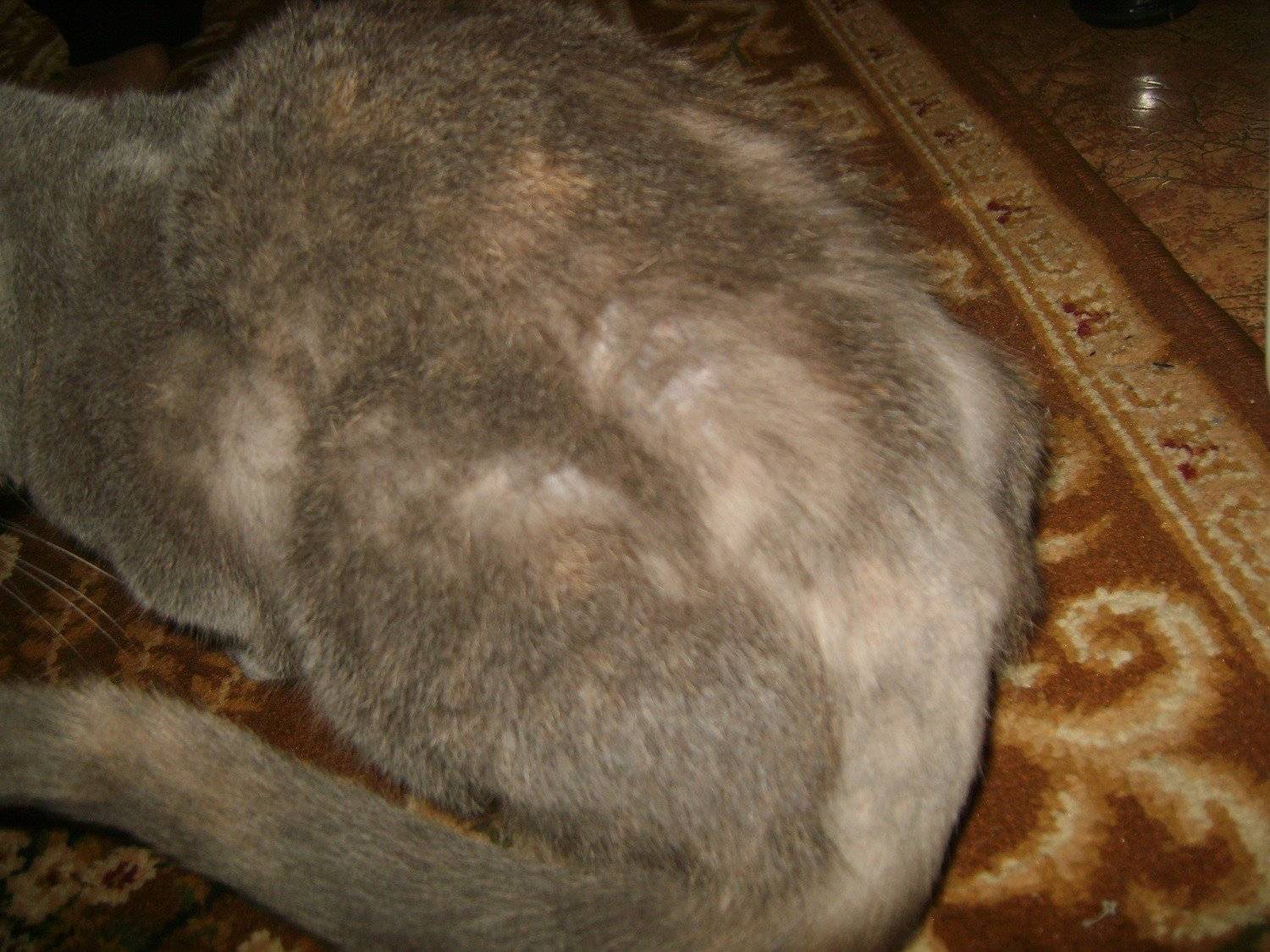 Дерматит у кошки: проверенные способы лечения пищевого и бактериального кошачьего дерматита, фото симптомов
