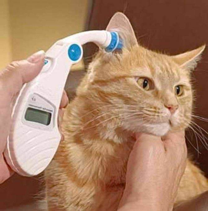 Как в домашних условиях кошке померить температуру
