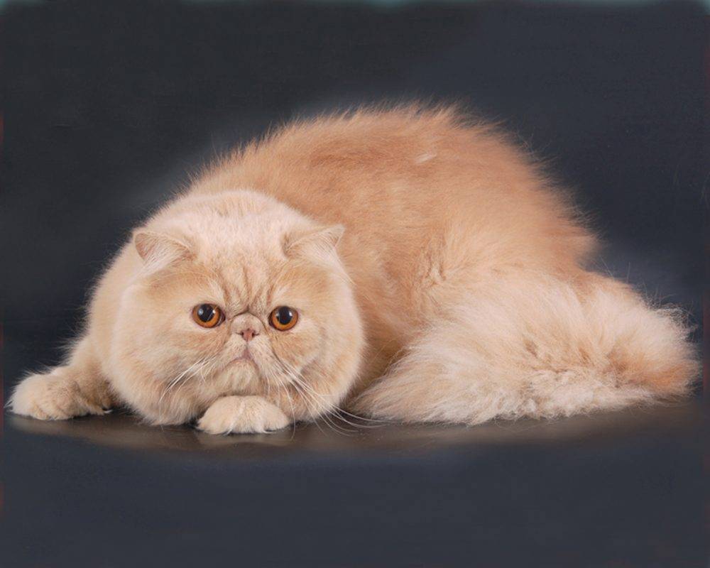Персидская кошка: описание, цена, уход