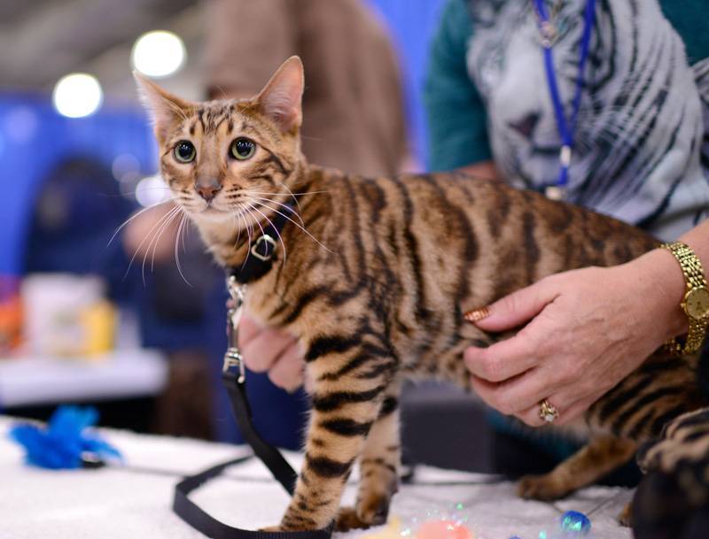 Тойгер - 81 фото уникальной кошки с настоящим тигровым окрасом
