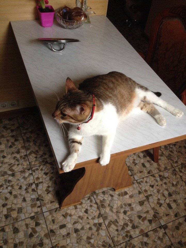 Как отучить кота лазить по столам. советы эксперта