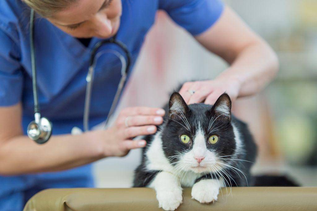 Почечная недостаточность у кошек: симптомы лечение острой и хронической форм