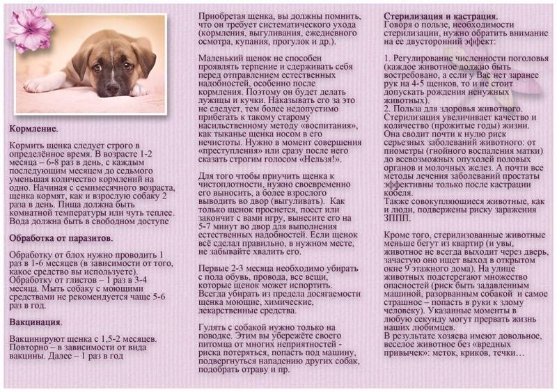 Как правильно выбрать щенка чихуахуа: советы и рекомендации экспертов