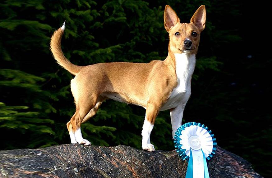 Португальская водяная собака: фото, описание породы, характера