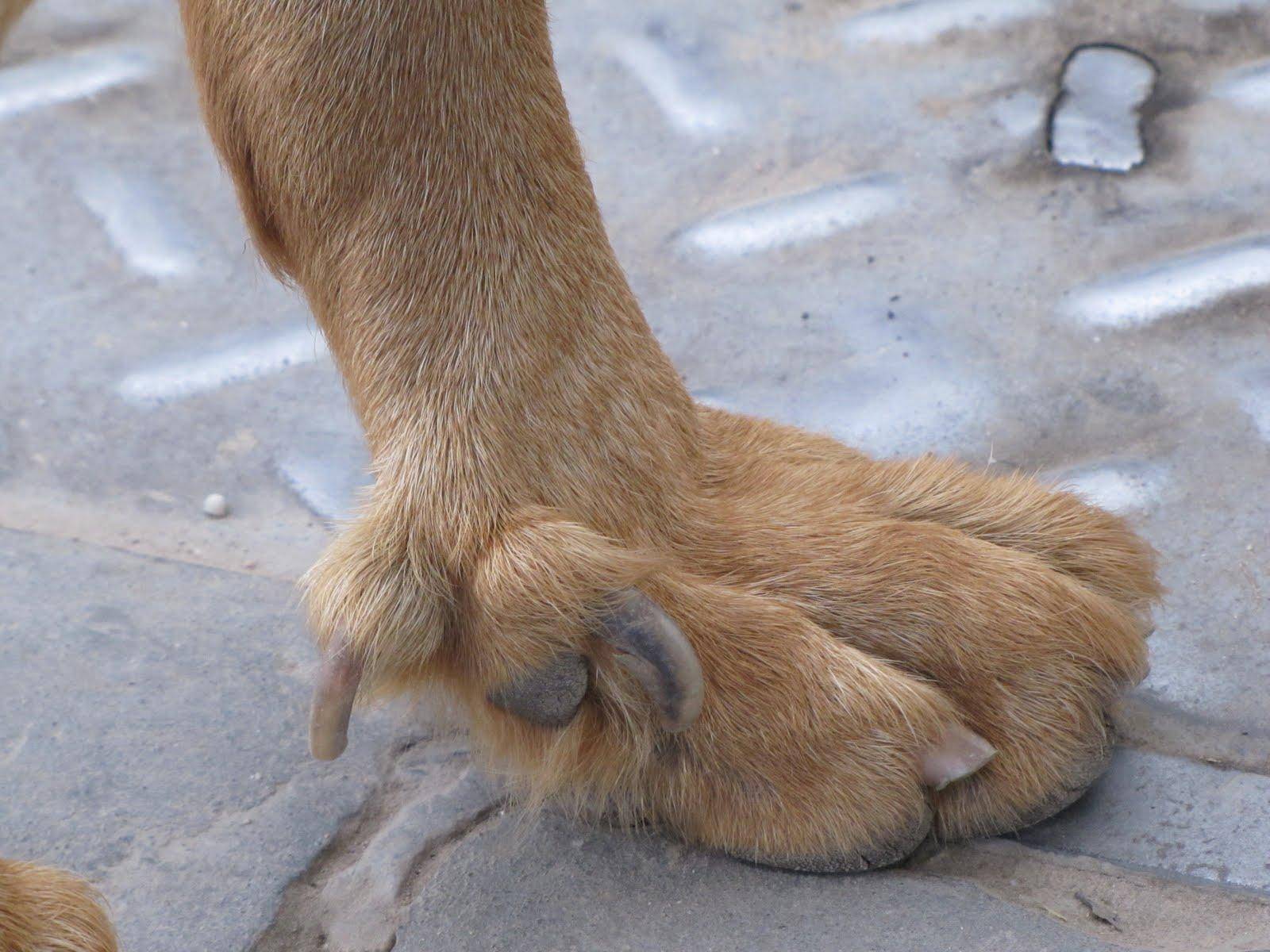 У собаки 5 пальцев на задних лапах - причины, что делать
